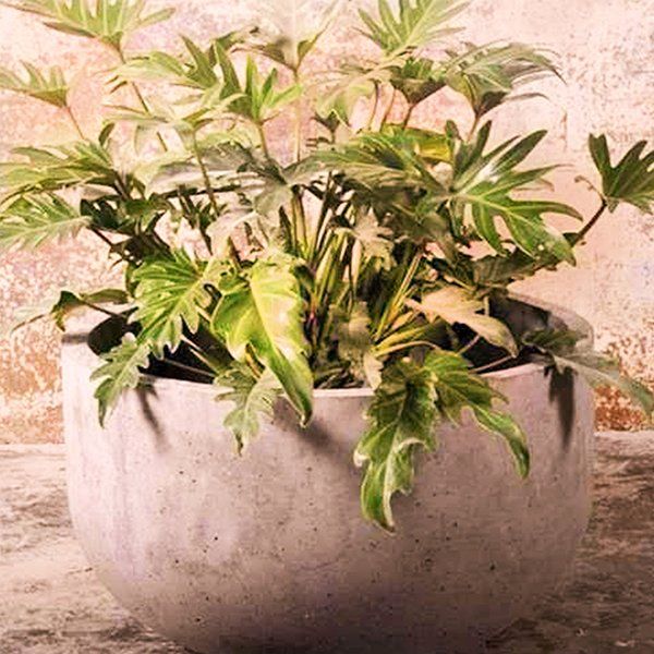 Drift Planter Pot
