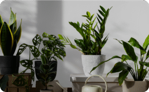 how to choose the perfect plant for every room in your home